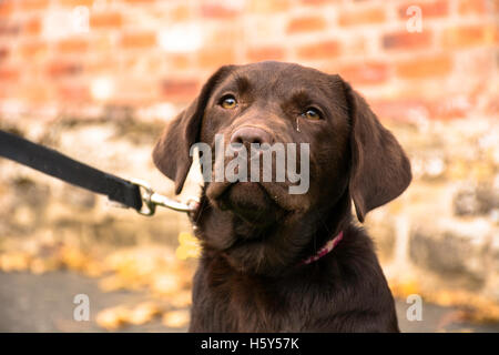 Chocolate Labrador Welpen Stockfoto