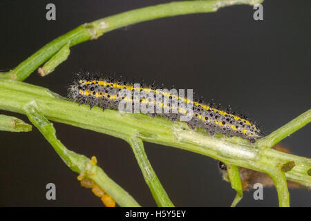 Kariert weiß Pontia Protodice Springerville, Arizona, Vereinigte Staaten von Amerika 19. Mai 2005 Raupe oder Larve.          Pierinae Stockfoto