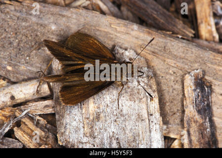 Getrübt Skipper Lerema Accius Santa Ana National Wildlife Refuge, Texas, Vereinigte Staaten 18. Oktober 2000 erwachsenen männlichen Stockfoto