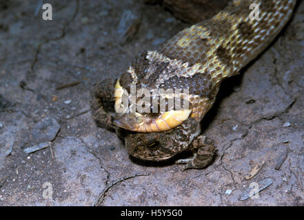 Western Hog-gerochene Schlange Heterodon nasicus kennerlyi Chiricahua Mountains, Cochise County, Kansas, United States August 2001 Stockfoto