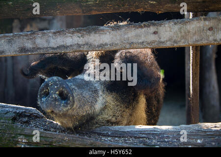 Nahaufnahme auf des Schweines Schnauze Stockfoto