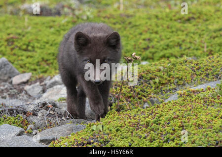 Welpen-Kommandanten blau Polarfuchs zu Fuß in Richtung der grünen Sommer tundra Stockfoto