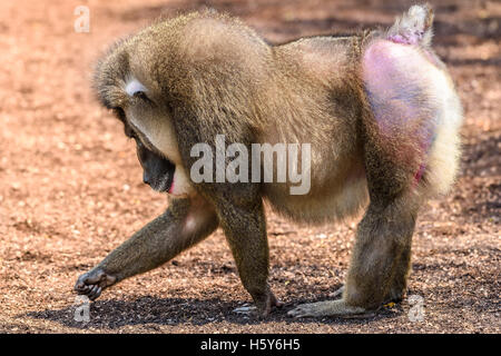 Bohren Sie Affe (Mandrillus Leucophaeus) Porträt Stockfoto