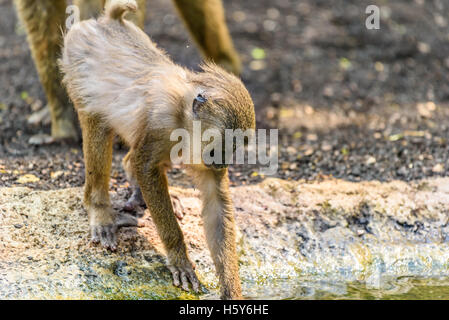 Affenbaby Drill (Mandrillus Leucophaeus) Stockfoto