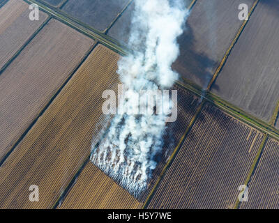 Das Verbrennen von Reisstroh in den Bereichen. Rauch aus der Verbrennung von Reisstroh in Prüfungen. Feuer auf dem Feld. Stockfoto