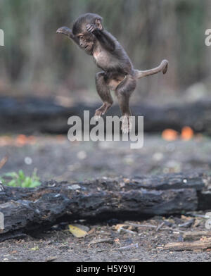 Berlin, Deutschland. 21. Oktober 2016. Ein junger Pavian springen in seinem Gehege im Tierpark in Berlin, Deutschland, 21. Oktober 2016. Foto: PAUL ZINKEN/Dpa/Alamy Live News Stockfoto