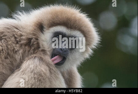 Berlin, Deutschland. 21. Oktober 2016. Ein weiß-handed Gibbon ist in seinem Gehege im Tierpark in Berlin, Deutschland, 21. Oktober 2016 ersichtlich. Foto: PAUL ZINKEN/Dpa/Alamy Live News Stockfoto