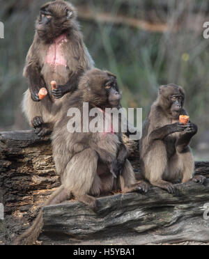 Berlin, Deutschland. 21. Oktober 2016. Drei Paviane sitzen in ihrem Gehege an den Tierpark in Berlin, Deutschland, 21. Oktober 2016. Foto: PAUL ZINKEN/Dpa/Alamy Live News Stockfoto