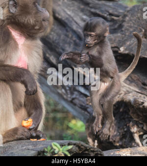 Berlin, Deutschland. 21. Oktober 2016. Ein junger Pavian Jupming in seinem Gehege im Tierpark in Berlin, Deutschland, 21. Oktober 2016. Foto: PAUL ZINKEN/Dpa/Alamy Live News Stockfoto