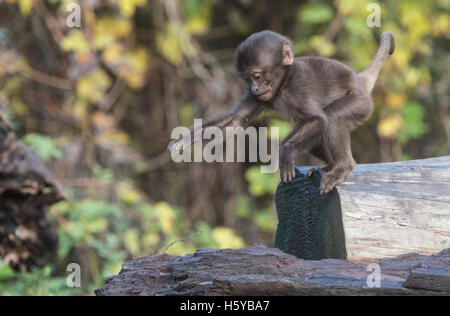 Berlin, Deutschland. 21. Oktober 2016. Ein junger Pavian Jupming in seinem Gehege im Tierpark in Berlin, Deutschland, 21. Oktober 2016. Foto: PAUL ZINKEN/Dpa/Alamy Live News Stockfoto