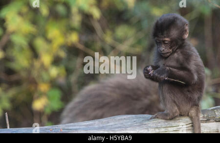 Berlin, Deutschland. 21. Oktober 2016. Ein junger Pavian hält eine Blume in seinem Gehege im Tierpark in Berlin, Deutschland, 21. Oktober 2016. Foto: PAUL ZINKEN/Dpa/Alamy Live News Stockfoto