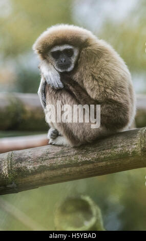 Berlin, Deutschland. 21. Oktober 2016. Ein weiß-handed Gibbon ist in seinem Gehege im Tierpark in Berlin, Deutschland, 21. Oktober 2016 ersichtlich. Foto: PAUL ZINKEN/Dpa/Alamy Live News Stockfoto