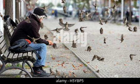 Berlin, Deutschland. 21. Oktober 2016. Spatzen gefüttert von einem Mann auf das Regierungsviertel in Berlin, Deutschland, 21. Oktober 2016. Foto: WOLFGANG KUMM/Dpa/Alamy Live News Stockfoto