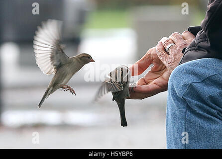 Berlin, Deutschland. 21. Oktober 2016. Spatzen gefüttert von einem Mann auf das Regierungsviertel in Berlin, Deutschland, 21. Oktober 2016. Foto: WOLFGANG KUMM/Dpa/Alamy Live News Stockfoto