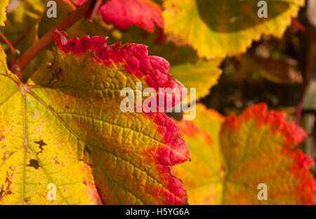 Wimbledon, London, UK. 22. Oktober 2016. Blätter in einem Londoner Garten anzeigen voller Herbst Färbung. Rot kippte Weinblätter. Bildnachweis: Malcolm Park/Alamy Live-Nachrichten Stockfoto