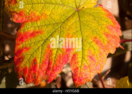 Wimbledon, London, UK. 22. Oktober 2016. Blätter in einem Londoner Garten anzeigen voller Herbst Färbung. Rot kippte Weinblätter. Bildnachweis: Malcolm Park/Alamy Live-Nachrichten Stockfoto