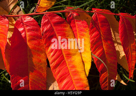 Wimbledon, London, UK. 22. Oktober 2016. Blätter in einem Londoner Garten anzeigen voller Herbst Färbung. Feurige rote Rhus Typhina verlässt. Bildnachweis: Malcolm Park/Alamy Live-Nachrichten Stockfoto