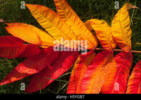 Wimbledon, London, UK. 22. Oktober 2016. Blätter in einem Londoner Garten anzeigen voller Herbst Färbung. Feurige rote Rhus Typhina verlässt. Bildnachweis: Malcolm Park/Alamy Live-Nachrichten Stockfoto