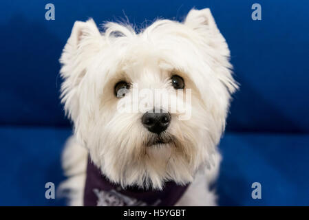 London, UK.  22. Oktober 2016. Devon, ein West Highland White Terrier, Crufts 2016 Best in Show Gewinner, darstellt. Tausende von Hunde-Liebhaber besuchen das Excel Centre für die Eukanuba entdecken Hunde-Show wo sind mehr als 200 Rassen zu sehen, zusammen mit allen Hund verwandte Aktivitäten und Zubehör.  Bildnachweis: Stephen Chung / Alamy Live News Stockfoto