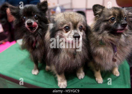 Hunderassen Der Spitz Am Morgen Fuß Stockfoto Bild - 