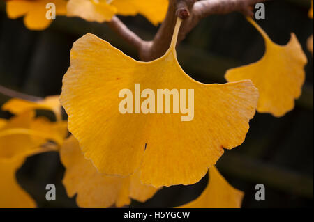 Wimbledon, London, UK. 22. Oktober 2016. Blätter in einem Londoner Garten Displayingn volle Herbst Färbung. Brillante gelb Ginkgo Biloba Blätter. Bildnachweis: Malcolm Park/Alamy Live-Nachrichten Stockfoto