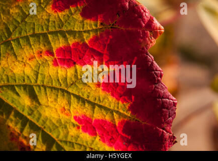 Wimbledon, London, UK. 22. Oktober 2016. Blätter in einem Londoner Garten anzeigen voller Herbst Färbung. Rot kippte Weinblätter. Bildnachweis: Malcolm Park/Alamy Live-Nachrichten Stockfoto