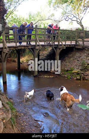 Ashdown Forest Sussex, UK. 22. Oktober 2016. Menschen spielen Puuh Stöcke auf der berühmten Pooh-Brücke genießen sie das schöne Herbstwetter Sonnenschein in der Ashdown Forest Sussex heute Credit: Simon Dack/Alamy Live News Stockfoto