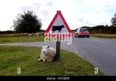 Ashdown Forest Sussex, UK. 22. Oktober 2016. Ein Schaf ruht ein Vieh überqueren Straßenschild in das schöne Herbstwetter in der Ashdown Forest Sussex heute Credit: Simon Dack/Alamy Live News Stockfoto