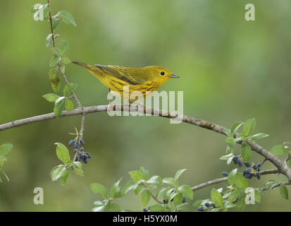 Schnäpperrohrsänger (Dendroica Petechia), thront Männchen auf Ellenbogen Busch (Forestiera Pubescens) mit Beeren, Hill Country, Texas Stockfoto