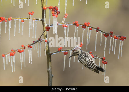 Ladder-Backed Specht (Picoides Scalaris), Männchen thront auf eisigen Zweig der Possum Haw Stechpalme (Ilex Decidua), Texas Stockfoto