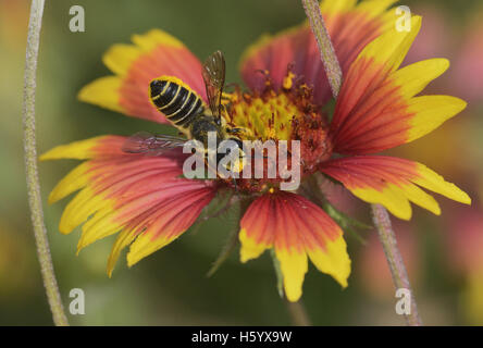 Leafcutter Biene, Solitäre Bienen (Megachile SP.), Erwachsener Fütterung auf indische Decke, Feuerrad (Gaillardia Pulchella), Texas, USA Stockfoto