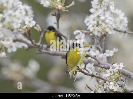 Geringerem Stieglitz (Zuchtjahr Psaltria), Männchen gehockt blühende mexikanischen Pflaume (Prunus Mexicana), Hill Country, Texas, USA Stockfoto