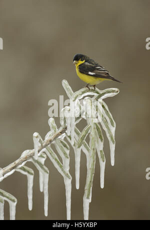 Geringerem Stieglitz (Zuchtjahr Psaltria), thront Männchen auf eisigen Zweig der Weihnachten Cholla, Texas Stockfoto