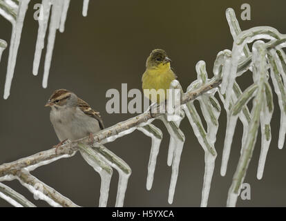 Geringerer Stieglitz (Zuchtjahr Psaltria), erwachsenes Weibchen und Chipping Sparrow thront auf eisigen Zweig der Weihnachten Cholla, Texas Stockfoto