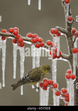 Geringerem Stieglitz (Zuchtjahr Psaltria), erwachsenes Weibchen thront auf eisigen Zweig der Possum Haw Stechpalme (Ilex Decidua), Texas Stockfoto