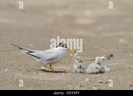 Wenigsten Seeschwalbe (Sterna Antillarum), Erwachsene mit frisch geschlüpften Jungen, Port Isabel, Laguna Madre, South Padre Island, Texas, USA Stockfoto