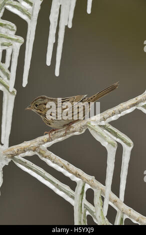 Lincolns Sparrow (Melospiza Lincolnii), Erwachsene thront auf eisigen Zweig, Hill Country, Texas, USA Stockfoto