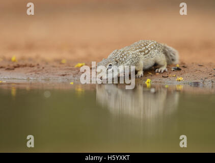 Mexikanischer Ziesel (Spermophilus Mexicanus), Erwachsene trinken am Teich, Süden von Texas, USA Stockfoto