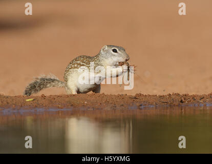 Mexikanischer Ziesel (Spermophilus Mexicanus), Erwachsene Essen Grashüpfer, Süden von Texas, USA Stockfoto