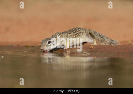 Mexikanischer Ziesel (Spermophilus Mexicanus), Erwachsene trinken am Teich, Süden von Texas, USA Stockfoto