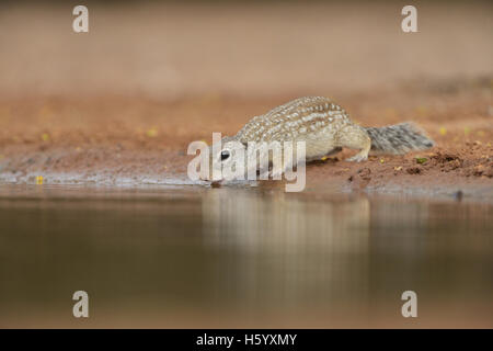 Mexikanischer Ziesel (Spermophilus Mexicanus), Erwachsene trinken am Teich, Süden von Texas, USA Stockfoto