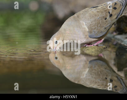 Mourning Dove (Zenaida Macroura), Erwachsene, trinken, Hill Country, Texas, USA Stockfoto