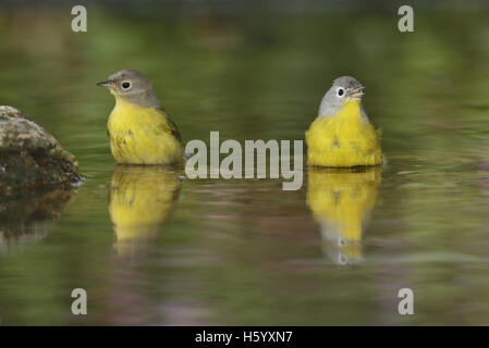 Nashville Warbler (Vermivora Ruficapilla), Erwachsene, Baden im Teich, Hill Country, Texas, USA Stockfoto