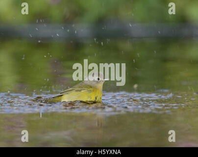 Nashville Warbler (Vermivora Ruficapilla), Erwachsene, Baden im Teich, Hill Country, Texas, USA Stockfoto