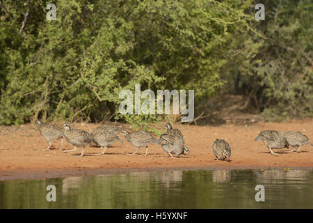 Nördlichen Wachtel (Colinus Virginianus), gruppieren Sie trinken am Teich, Rio Grande Valley, South Texas, Texas, USA Stockfoto