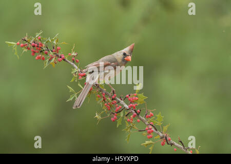 Nördlichen Kardinal (Cardinalis Cardinalis), Agarita (Berberis Trifoliolata) gehockt Erwachsenfrau mit Beeren, Texas Stockfoto