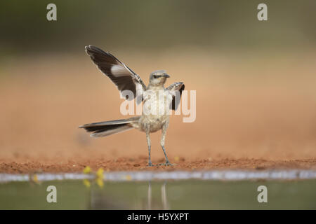 Nördliche Spottdrossel (Mimus Polyglottos), unreif winken Flügel, Rio Grande Valley, South Texas, Texas, USA Stockfoto