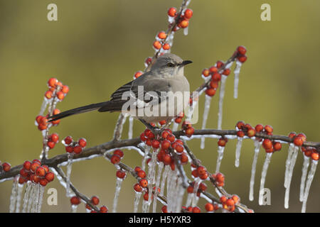 Nördliche Spottdrossel (Mimus Polyglottos), Erwachsene thront auf eisigen Zweig der Possum Haw Stechpalme (Ilex Decidua) mit Beeren, Texas Stockfoto