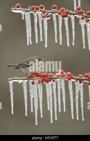 Kiefer (Pinus Dendroica) Warbler, thront unreife Weibchen auf eisigen Zweig der Possum Haw Stechpalme (Ilex Decidua) mit Beeren, Texas Stockfoto