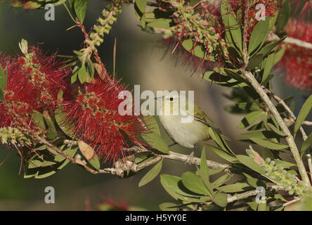 Tennessee Warbler (Vermivora Peregrina), Erwachsene ernähren sich von blühenden Zitronen Bottlebrush, crimson Bottlebrush, Texas Stockfoto